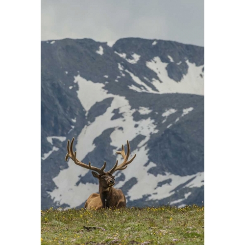 Colorado, Rocky Mts Bull elk in velvet resting
